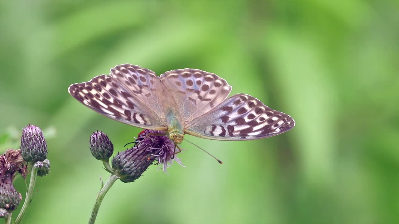 Dostojka, Argynnis, paphia, motyl, malinowiec, Perowiec, krlewicz, filmy, film, klip, klipy, video, stock, istock, kolekcja, kup, sklep, bank, deposit, ptak, ptaki, zwierz, zwierzta