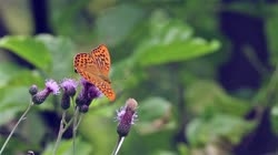 Silver-washed, Fritillary, Argynnis, paphia, films, film, clip, clips, video, stock, istock, collection, buy, shop, deposit, bank, bird, birds, animal, animals