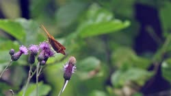 Silver-washed, Fritillary, Argynnis, paphia, films, film, clip, clips, video, stock, istock, collection, buy, shop, deposit, bank, bird, birds, animal, animals