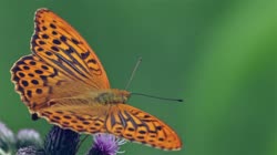 Silver-washed, Fritillary, Argynnis, paphia, films, film, clip, clips, video, stock, istock, collection, buy, shop, deposit, bank, bird, birds, animal, animals