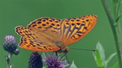 Silver-washed, Fritillary, Argynnis, paphia, films, film, clip, clips, video, stock, istock, collection, buy, shop, deposit, bank, bird, birds, animal, animals