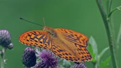 Silver-washed, Fritillary, Argynnis, paphia, films, film, clip, clips, video, stock, istock, collection, buy, shop, deposit, bank, bird, birds, animal, animals