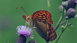 Silver-washed, Fritillary, Argynnis, paphia, films, film, clip, clips, video, stock, istock, collection, buy, shop, deposit, bank, bird, birds, animal, animals