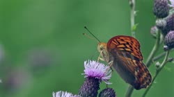 Silver-washed, Fritillary, Argynnis, paphia, films, film, clip, clips, video, stock, istock, collection, buy, shop, deposit, bank, bird, birds, animal, animals