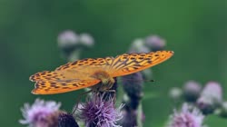 Silver-washed, Fritillary, Argynnis, paphia, films, film, clip, clips, video, stock, istock, collection, buy, shop, deposit, bank, bird, birds, animal, animals