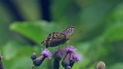 Silver-washed, Fritillary, Argynnis, paphia, films, film, clip, clips, video, stock, istock, collection, buy, shop, deposit, bank, bird, birds, animal, animals