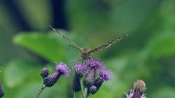 Silver-washed, Fritillary, Argynnis, paphia, films, film, clip, clips, video, stock, istock, collection, buy, shop, deposit, bank, bird, birds, animal, animals