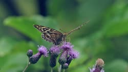 Silver-washed, Fritillary, Argynnis, paphia, films, film, clip, clips, video, stock, istock, collection, buy, shop, deposit, bank, bird, birds, animal, animals