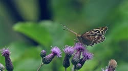 Silver-washed, Fritillary, Argynnis, paphia, films, film, clip, clips, video, stock, istock, collection, buy, shop, deposit, bank, bird, birds, animal, animals