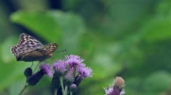 Silver-washed, Fritillary, Argynnis, paphia, films, film, clip, clips, video, stock, istock, collection, buy, shop, deposit, bank, bird, birds, animal, animals