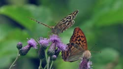 Silver-washed, Fritillary, Argynnis, paphia, films, film, clip, clips, video, stock, istock, collection, buy, shop, deposit, bank, bird, birds, animal, animals