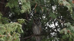 Long-eared, Owl, Asio, Strix, otus, tree, day, greenery, needles, resting, camping, spruce, films, film, clip, clips, video, stock, istock, collection, buy, shop, deposit, bank, bird, birds, animal, animals