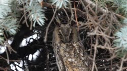 Long-eared, Owl, Asio, Strix, otus, tree, day, greenery, needles, resting, camping, spruce, films, film, clip, clips, video, stock, istock, collection, buy, shop, deposit, bank, bird, birds, animal, animals