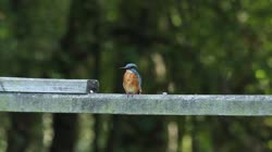 Common, Kingfisher, Alcedo, atthis, handrail, watching, area, chatting, preying, feeding, films, film, clip, clips, video, stock, istock, collection, buy, shop, deposit, bank, bird, birds, animal, animals