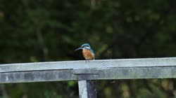 Common, Kingfisher, Alcedo, atthis, handrail, watching, area, chatting, preying, feeding, films, film, clip, clips, video, stock, istock, collection, buy, shop, deposit, bank, bird, birds, animal, animals
