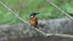 Common, Kingfisher, Alcedo, atthis, stick, watching, area, chatting, feeding, foraging, grass, stream, cleaning, feathers, care, films, film, clip, clips, video, stock, istock, collection, buy, shop, deposit, bank, bird, birds, animal, animals