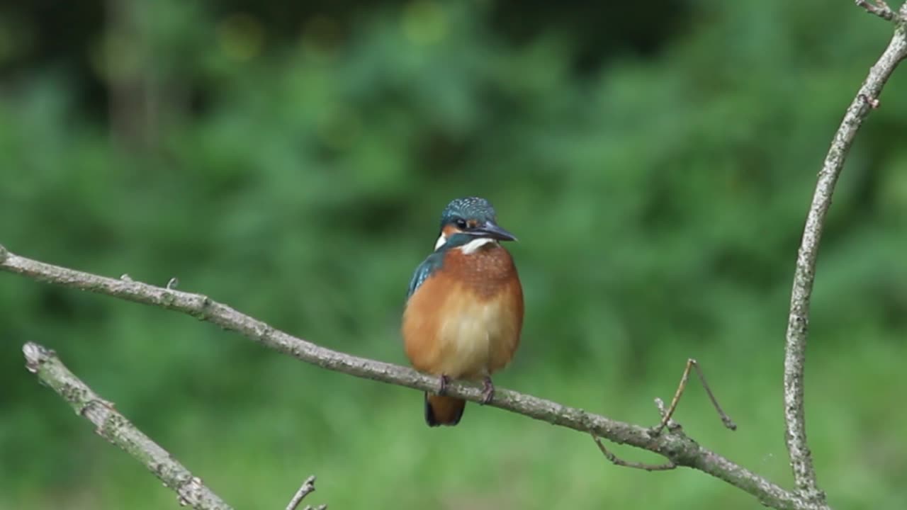 Common, Kingfisher, Alcedo, atthis, stick, watching, area, chatting, feeding, foraging, grass, cleaning, feathers, care, fly, away, films, film, clip, clips, video, stock, istock, collection, buy, shop, deposit, bank, bird, birds, animal, animals
