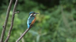 Common, Kingfisher, Alcedo, atthis, stick, watching, area, chatting, preying, foraging, grass, films, film, clip, clips, video, stock, istock, collection, buy, shop, deposit, bank, bird, birds, animal, animals