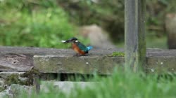 Common, Kingfisher, Alcedo, atthis, board, watching, area, chatting, feeding, foraging, grass, fish, hunting, food, films, film, clip, clips, video, stock, istock, collection, buy, shop, deposit, bank, bird, birds, animal, animals