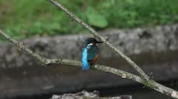 Common, Kingfisher, Alcedo, atthis, stick, watching, area, chatting, feeding, foraging, grass, stream, films, film, clip, clips, video, stock, istock, collection, buy, shop, deposit, bank, bird, birds, animal, animals