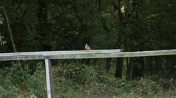 Common, Kingfisher, Alcedo, atthis, handrail, watching, area, chatting, preying, feeding, films, film, clip, clips, video, stock, istock, collection, buy, shop, deposit, bank, bird, birds, animal, animals