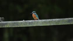 Common, Kingfisher, Alcedo, atthis, handrail, watching, area, chatting, preying, feeding, films, film, clip, clips, video, stock, istock, collection, buy, shop, deposit, bank, bird, birds, animal, animals