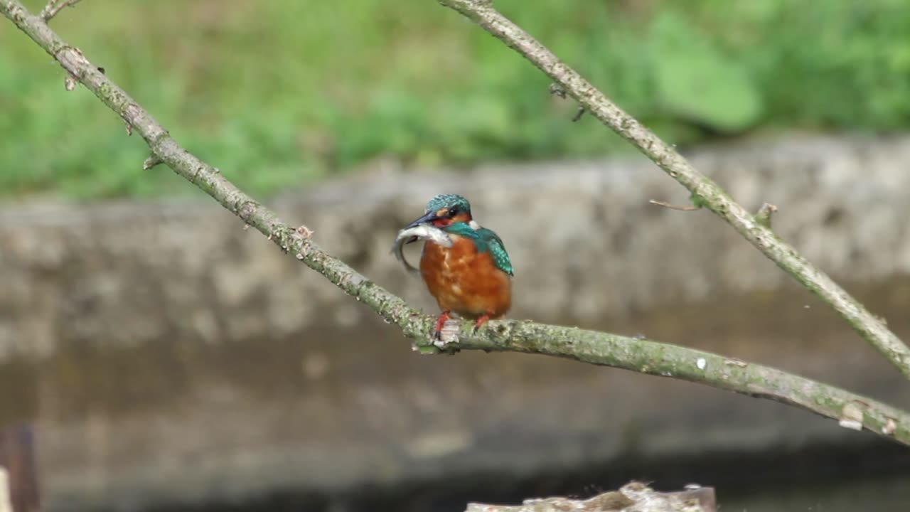 Common, Kingfisher, Alcedo, atthis, board, watching, area, chatting, feeding, foraging, grass, fish, hunting, food, films, film, clip, clips, video, stock, istock, collection, buy, shop, deposit, bank, bird, birds, animal, animals