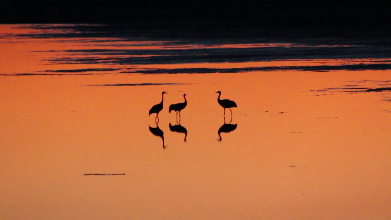 Common, Grus, grus, Eurasian, Crane, lake, pond, water, feeding, ground, foraging, food, art, west, sun, sunset, films, film, clip, clips, video, stock, istock, collection, buy, shop, deposit, bank, bird, birds, animal, animals