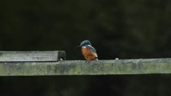 Common, Kingfisher, Alcedo, atthis, handrail, stick, watching, area, chatting, prey, foraging, grass, fish, hunting, food, films, film, clip, clips, video, stock, istock, collection, buy, shop, deposit, bank, bird, birds, animal, animals