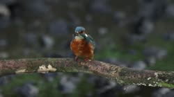Common, Kingfisher, Alcedo, atthis, stick, watching, area, chatting, prey, foraging, grass, hunting, food, films, film, clip, clips, video, stock, istock, collection, buy, shop, deposit, bank, bird, birds, animal, animals