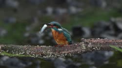 Common, Kingfisher, Alcedo, atthis, stick, watching, area, chatting, prey, foraging, grass, fish, hunting, food, films, film, clip, clips, video, stock, istock, collection, buy, shop, deposit, bank, bird, birds, animal, animals