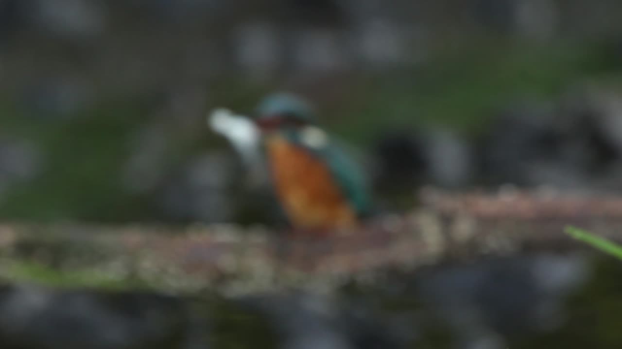 Common, Kingfisher, Alcedo, atthis, stick, watching, area, chatting, prey, foraging, grass, fish, hunting, food, films, film, clip, clips, video, stock, istock, collection, buy, shop, deposit, bank, bird, birds, animal, animals