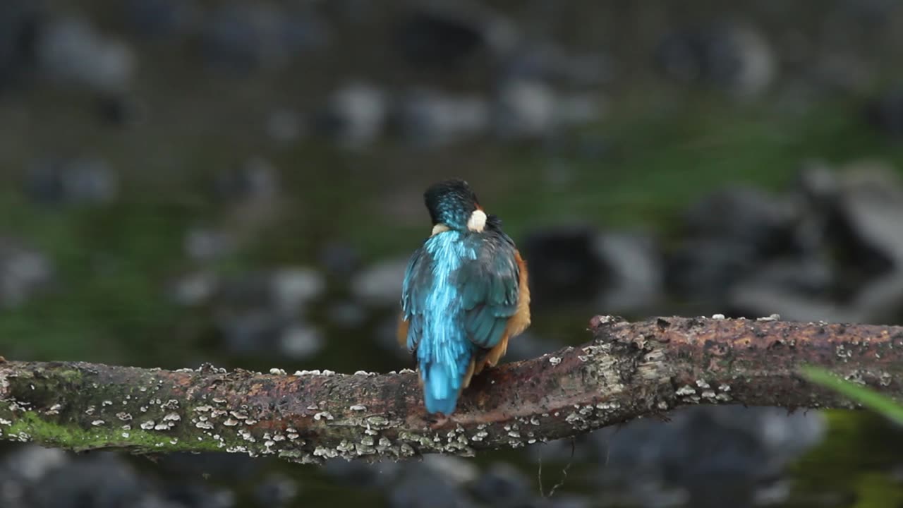 Common, Kingfisher, Alcedo, atthis, stick, watching, area, chatting, feeding, foraging, grass, stream, films, film, clip, clips, video, stock, istock, collection, buy, shop, deposit, bank, bird, birds, animal, animals