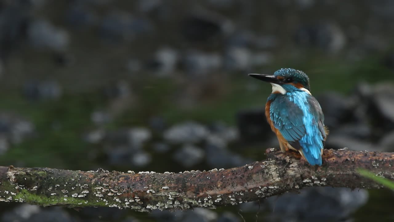 Common, Kingfisher, Alcedo, atthis, stick, watching, area, chatting, feeding, foraging, films, film, clip, clips, video, stock, istock, collection, buy, shop, deposit, bank, bird, birds, animal, animals