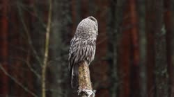 Great, Grey, Strix, nebulosa, Lapland, Owl, trees, grounds, foraging, feeding, hunting, food, chatting, stick, branch, mash, films, film, clip, clips, video, stock, istock, collection, buy, shop, deposit, bank, bird, birds, animal, animals