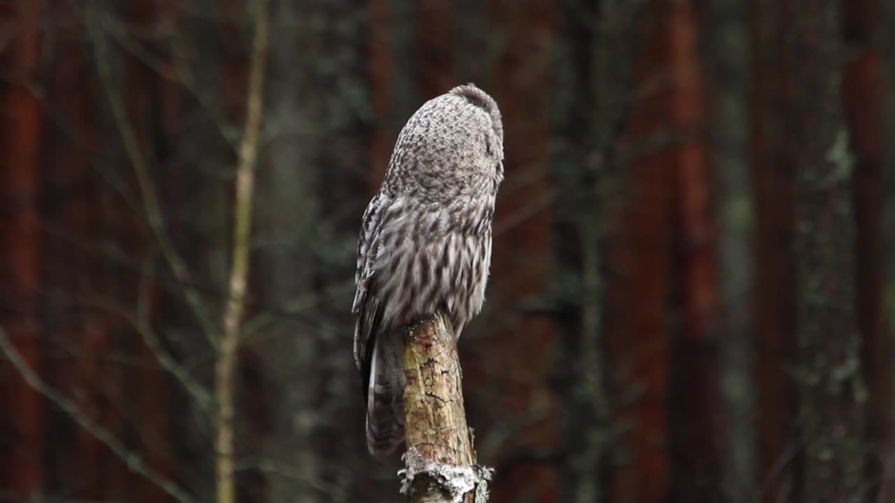 Great, Grey, Strix, nebulosa, Lapland, Owl, trees, grounds, foraging, feeding, hunting, food, chatting, stick, branch, mash, films, film, clip, clips, video, stock, istock, collection, buy, shop, deposit, bank, bird, birds, animal, animals