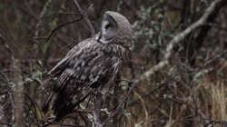 Great, Grey, Strix, nebulosa, Lapland, Owl, trees, grounds, foraging, feeding, hunting, food, chatting, fly, away, peat, films, film, clip, clips, video, stock, istock, collection, buy, shop, deposit, bank, bird, birds, animal, animals