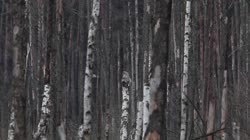 Great, Grey, Strix, nebulosa, Lapland, Owl, trees, grounds, foraging, feeding, hunting, food, chatting, stick, branch, mash, films, film, clip, clips, video, stock, istock, collection, buy, shop, deposit, bank, bird, birds, animal, animals