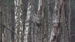 Great, Grey, Strix, nebulosa, Lapland, Owl, trees, grounds, foraging, feeding, hunting, food, chatting, stick, branch, mash, films, film, clip, clips, video, stock, istock, collection, buy, shop, deposit, bank, bird, birds, animal, animals
