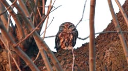 Little, Owl, Athene, noctua, films, film, clip, clips, video, stock, istock, collection, buy, shop, deposit, bank, bird, birds, animal, animals