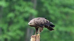 Orlik, krzykliwy, Aquila, pomarina, filmy, film, klip, klipy, video, stock, istock, kolekcja, kup, sklep, bank, deposit, ptak, ptaki, zwierzę, zwierzęta