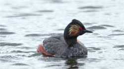 Zausznik, Podiceps, nigricollis, perkoz, woda, rzeka, jezioro, czyszczenie, pielęgnacja, pióro, pióra, filmy, film, klip, klipy, video, stock, istock, kolekcja, kup, sklep, bank, deposit, ptak, ptaki, zwierzę, zwierzęta