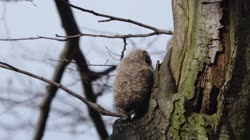 Puszczyk, Strix, aluco, sowa, podlot, młode, pisklę, drzewo, gniazdo, filmy, film, klip, klipy, video, stock, istock, kolekcja, kup, sklep, bank, deposit, ptak, ptaki, zwierzę, zwierzęta