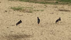 Bocian, czarny, Ciconia, nigra, hajstra, Bułgaria, plaża, piasek, rzeka, filmy, film, klip, klipy, video, stock, istock, kolekcja, kup, sklep, bank, deposit, ptak, ptaki, zwierzę, zwierzęta