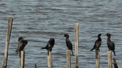 Kormoran, mały, Microcarbo, pygmeus, Bułgaria, morze, woda, kije, tyczki, czyszczenie, piór, pielęgnacja, filmy, film, klip, klipy, video, stock, istock, kolekcja, kup, sklep, bank, deposit, ptak, ptaki, zwierzę, zwierzęta