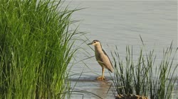 Ślepowron, Nycticorax, nycticorax, Bułgaria, woda, rzeka, jezioro, trzciny, czatowanie, żerowanie, żerowisko, pokarm, żer, jedzenie, kamień, filmy, film, klip, klipy, video, stock, istock, kolekcja, kup, sklep, bank, deposit, ptak, ptaki, zwierzę, zwierzęta