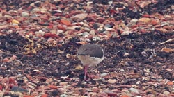 Ostrygojad, Haematopus, ostralegus, Helgoland, żerowisko, żerowanie, pokarm, żer, jedzenie, plaża, brzeg, woda, morze, kamienie, piasek, piach, filmy, film, klip, klipy, video, stock, istock, kolekcja, kup, sklep, bank, deposit, ptak, ptaki, zwierzę, zwierzęta