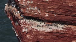 Helgoland, grupa, grupy, ptaków, kolonia, lęgowa, gniazdo, toki, tokowanie, klif, brzeg, fiord, Nurzyk, Uria, aalge, Common, Murre, Głuptak, Morus, bassanus, Northern, Gannet, filmy, film, klip, klipy, video, stock, istock, kolekcja, kup, sklep, bank, deposit, ptak, ptaki, zwierzę, zwierzęta