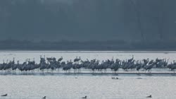 Żuraw, Grus, grus, żuraw, jezioro, staw, woda, ryba, noclegowisko, żerowisko, żerowanie, pokarm, żer, jedzenie, art, skupisko, grupa, chmura, chmury, filmy, film, klip, klipy, video, stock, istock, kolekcja, kup, sklep, bank, deposit, ptak, ptaki, zwierzę, zwierzęta
