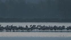 Żuraw, Grus, grus, żuraw, jezioro, staw, woda, ryba, noclegowisko, żerowisko, żerowanie, pokarm, żer, jedzenie, art, skupisko, grupa, chmura, chmury, odlot, filmy, film, klip, klipy, video, stock, istock, kolekcja, kup, sklep, bank, deposit, ptak, ptaki, zwierzę, zwierzęta